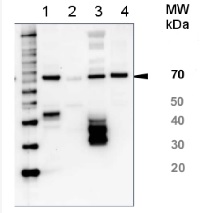 HSP70/HSC70 | Heat shock protein 70/Heat shock cognate protein 70 (serum) in the group Antibodies Other Species / Fish Proteins at Agrisera AB (Antibodies for research) (AS05 083)